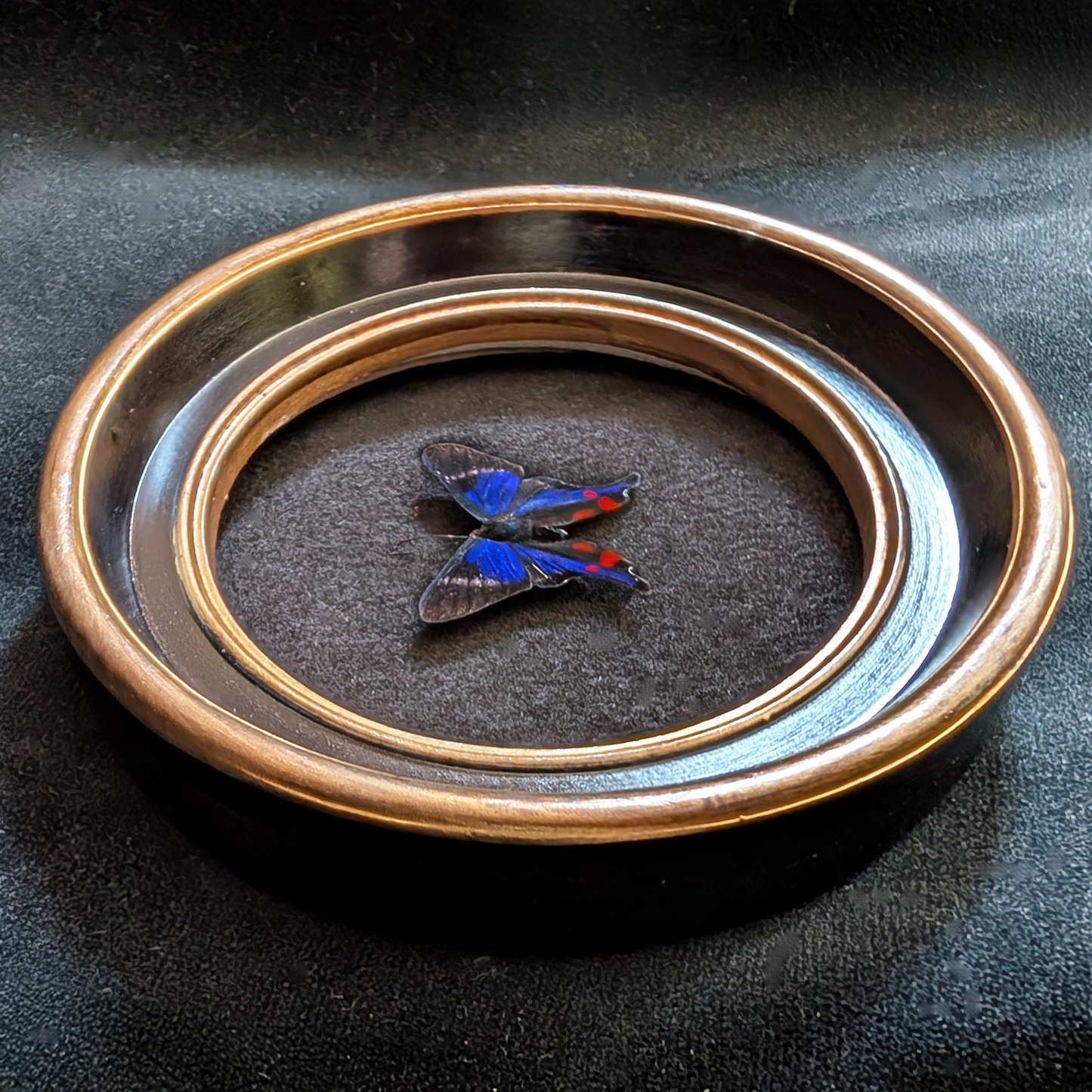 Real rhetus periander butterfly in round frame