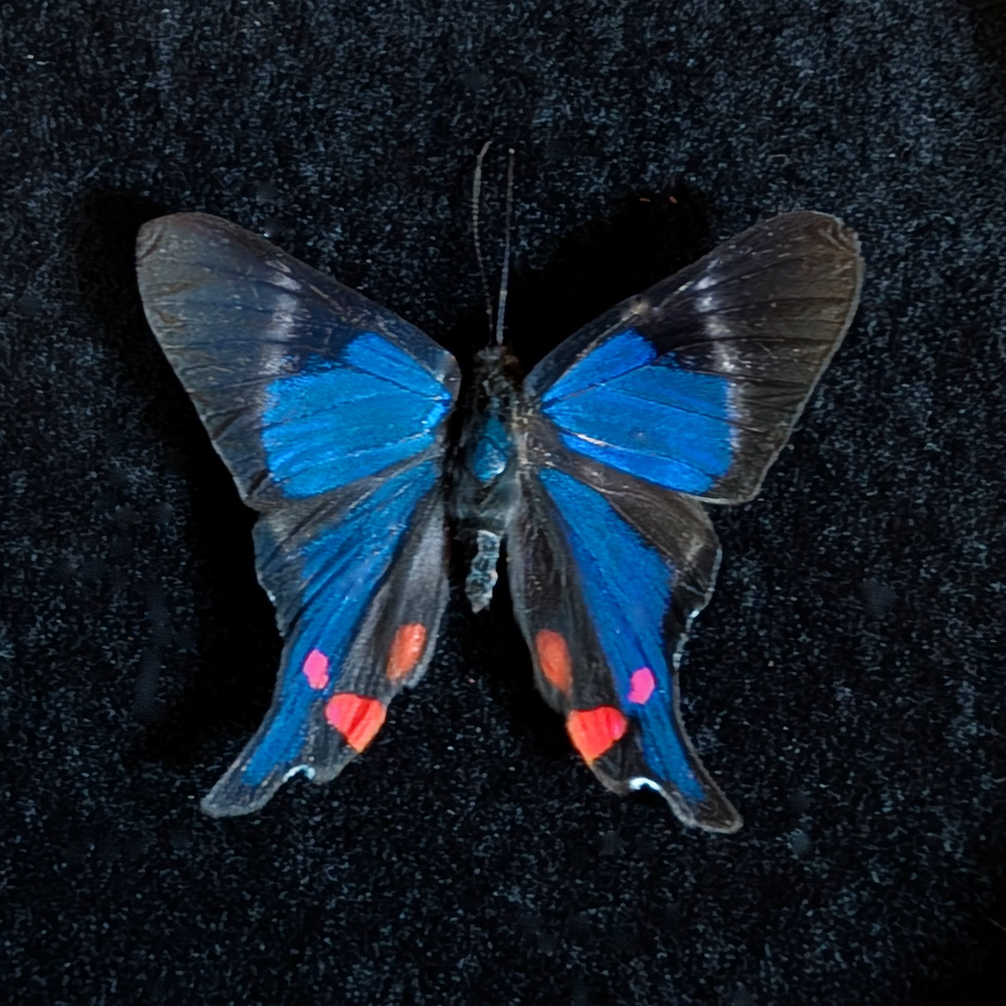 Real rhetus periander butterfly in round frame