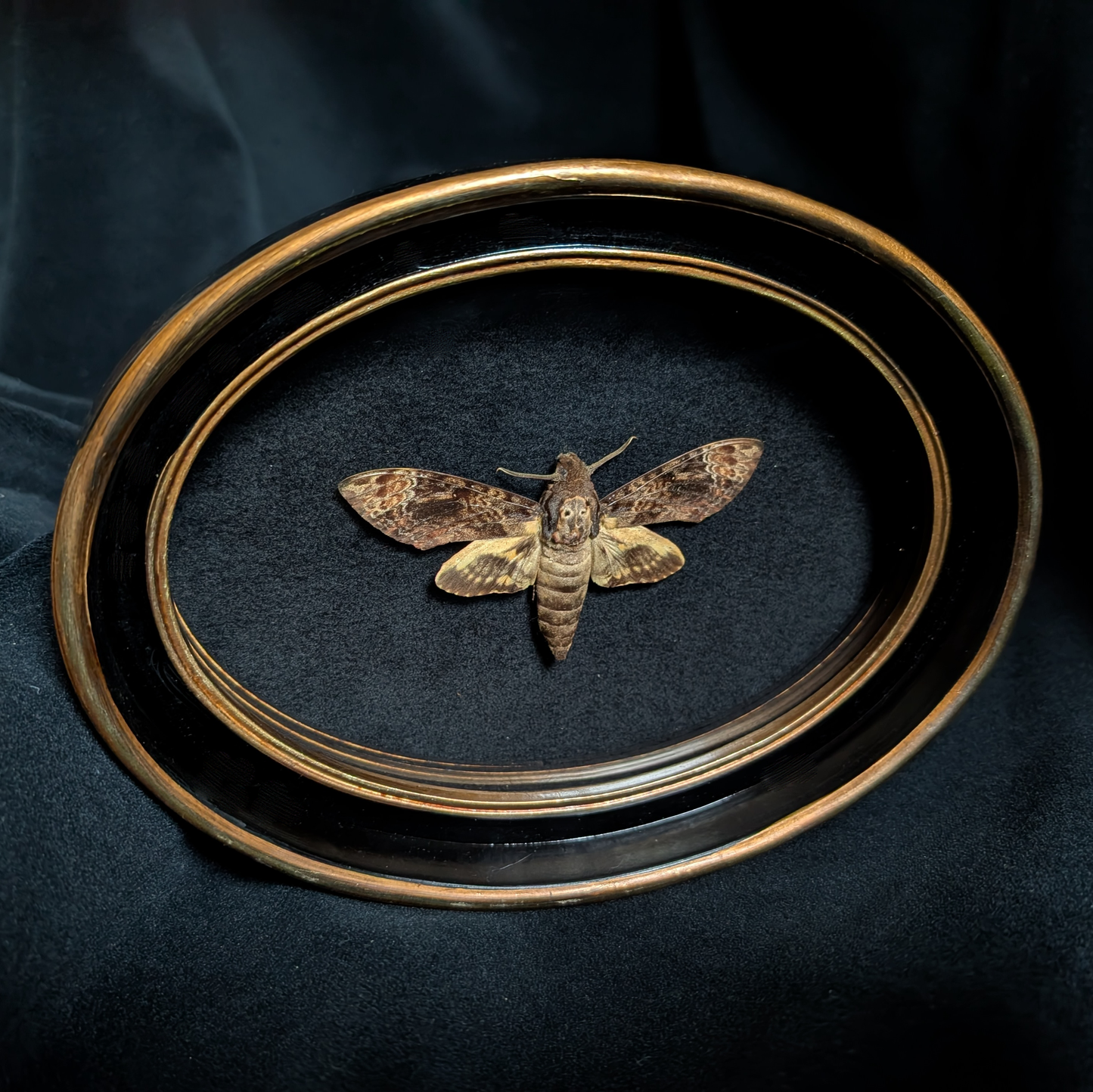 Death's Head Hawkmoth in Oval Frame
