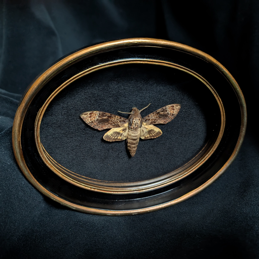 Death's Head Hawkmoth in Oval Frame
