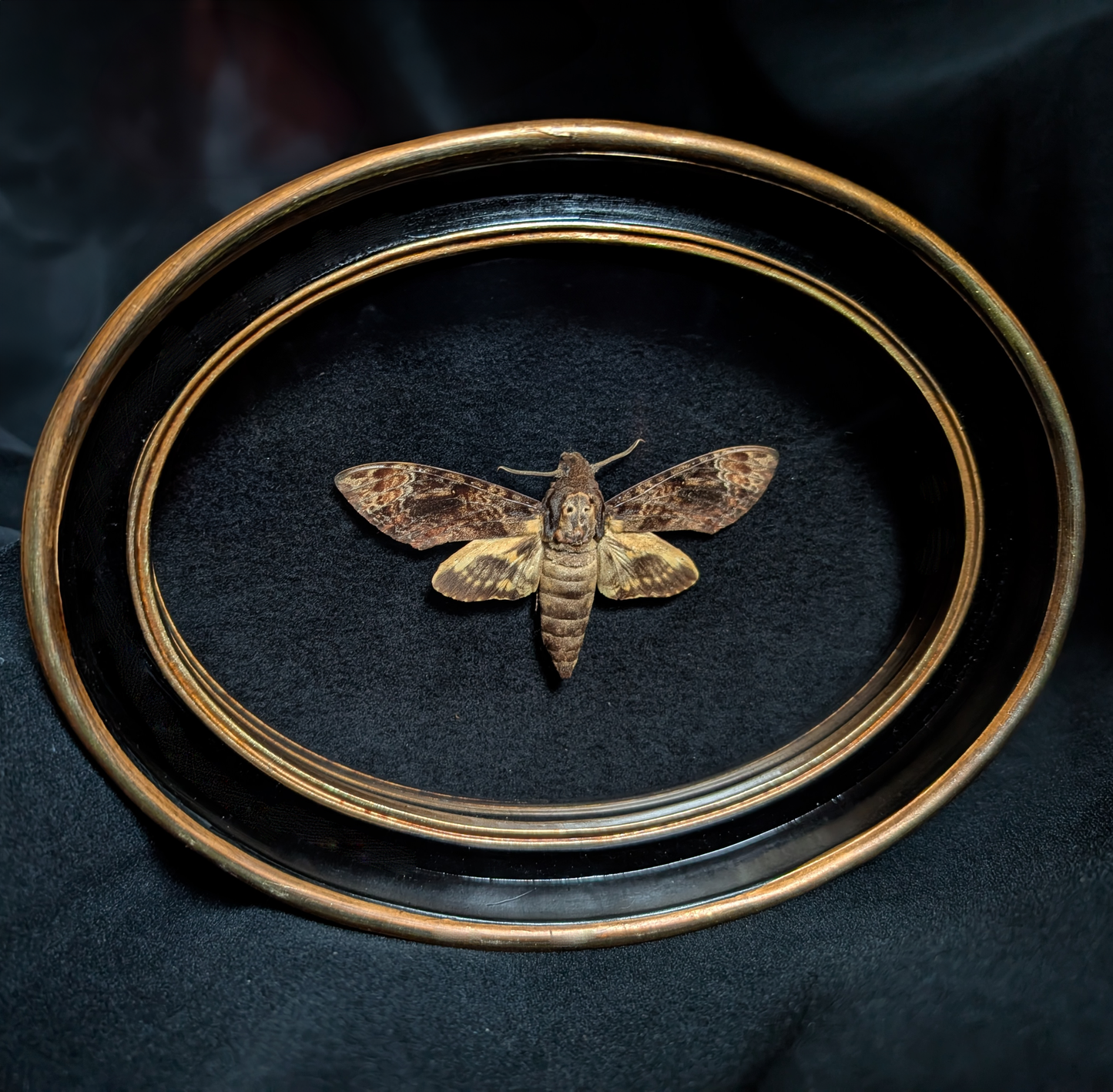 Death's Head Hawkmoth in Oval Frame