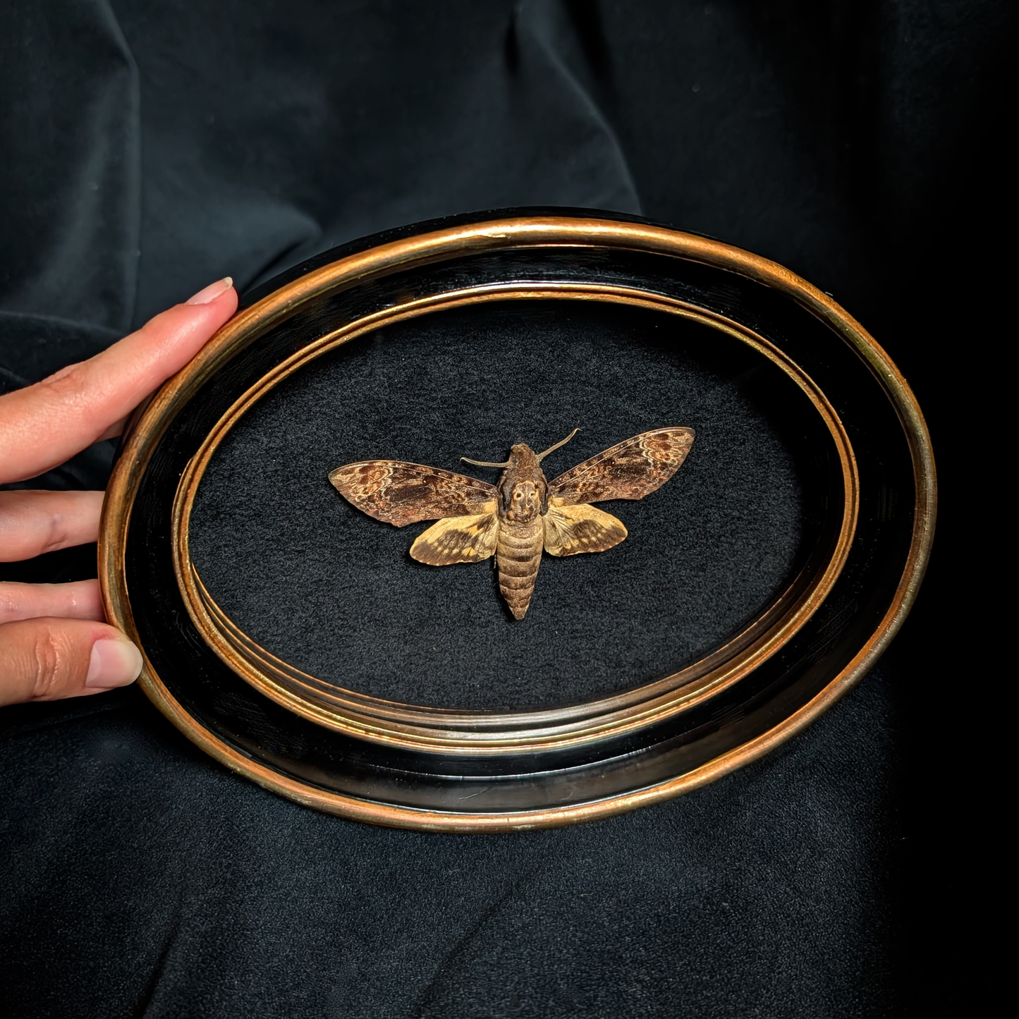 Death's Head Hawkmoth in Oval Frame