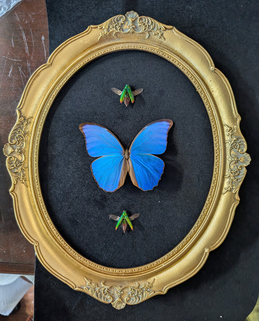 Large blue morpho frame with beetles
