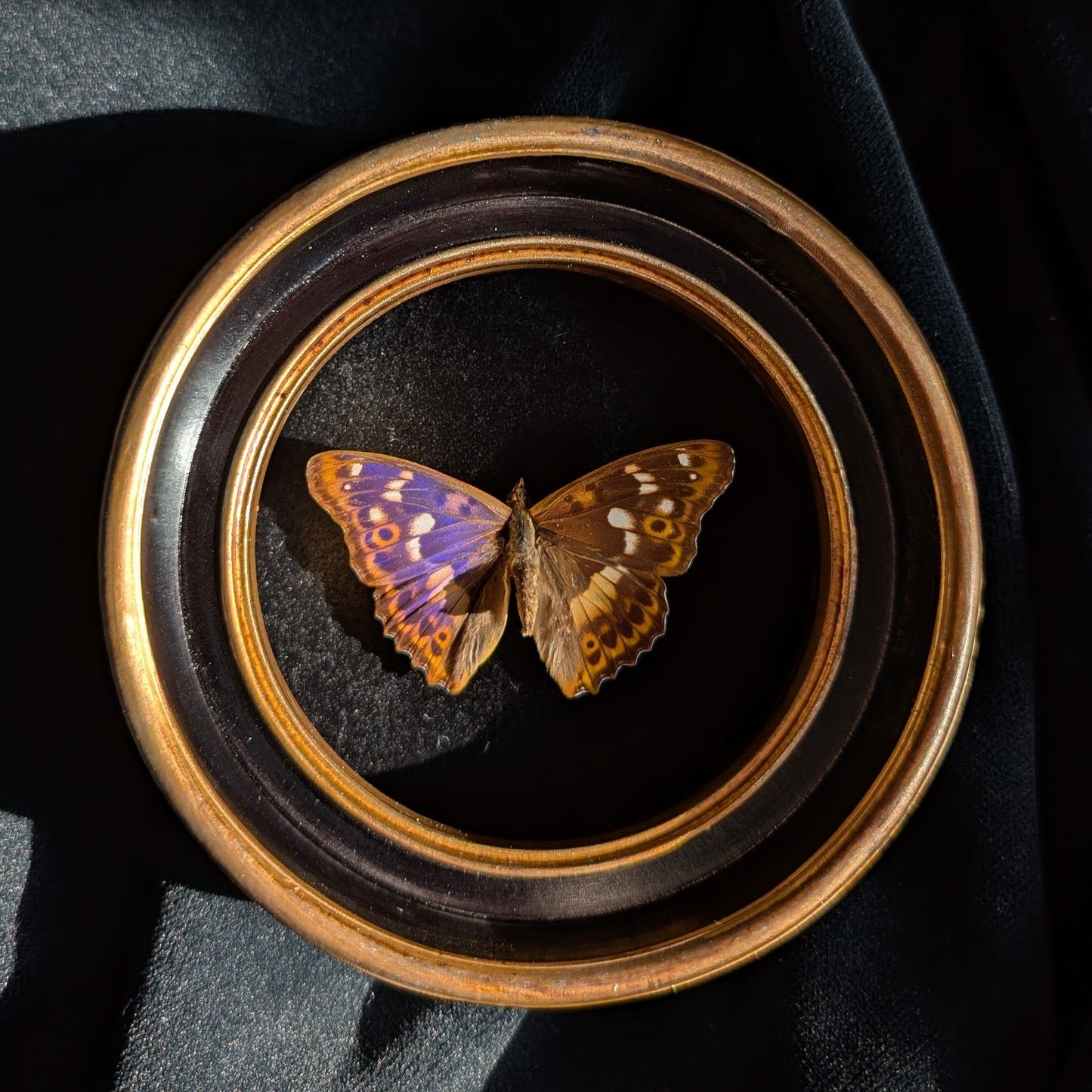 Real Purple Emperor Butterfly in Round Frame
