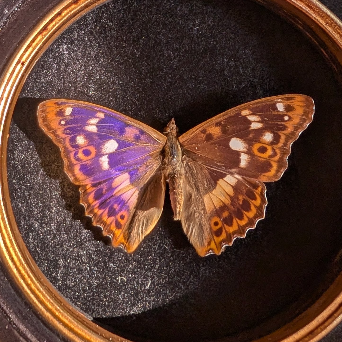 Real Purple Emperor Butterfly in Round Frame
