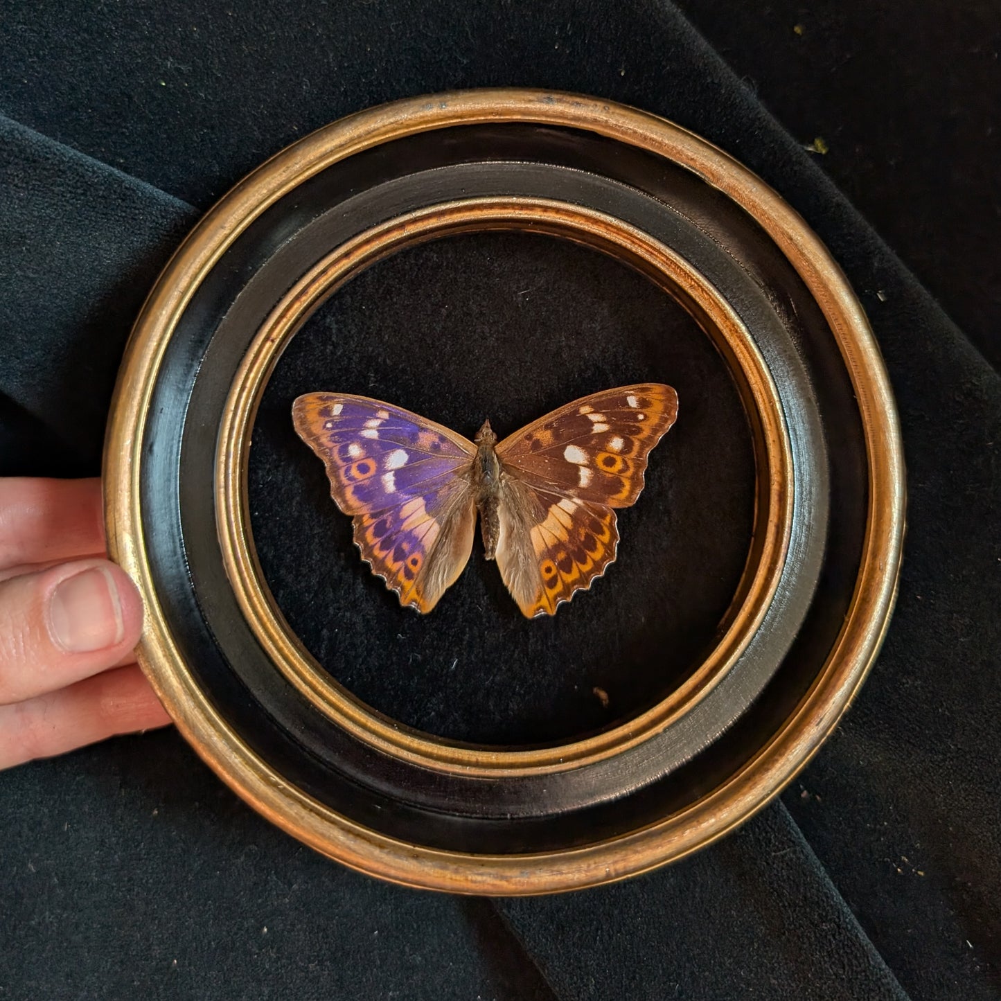 Real Purple Emperor Butterfly in Round Frame