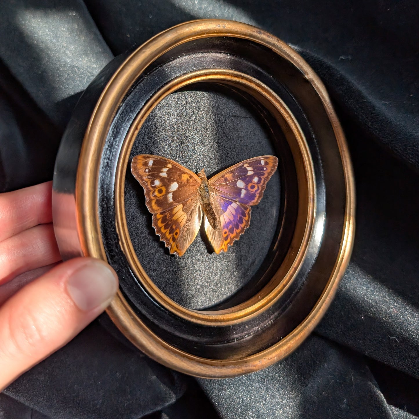 Real Purple Emperor Butterfly in Round Frame