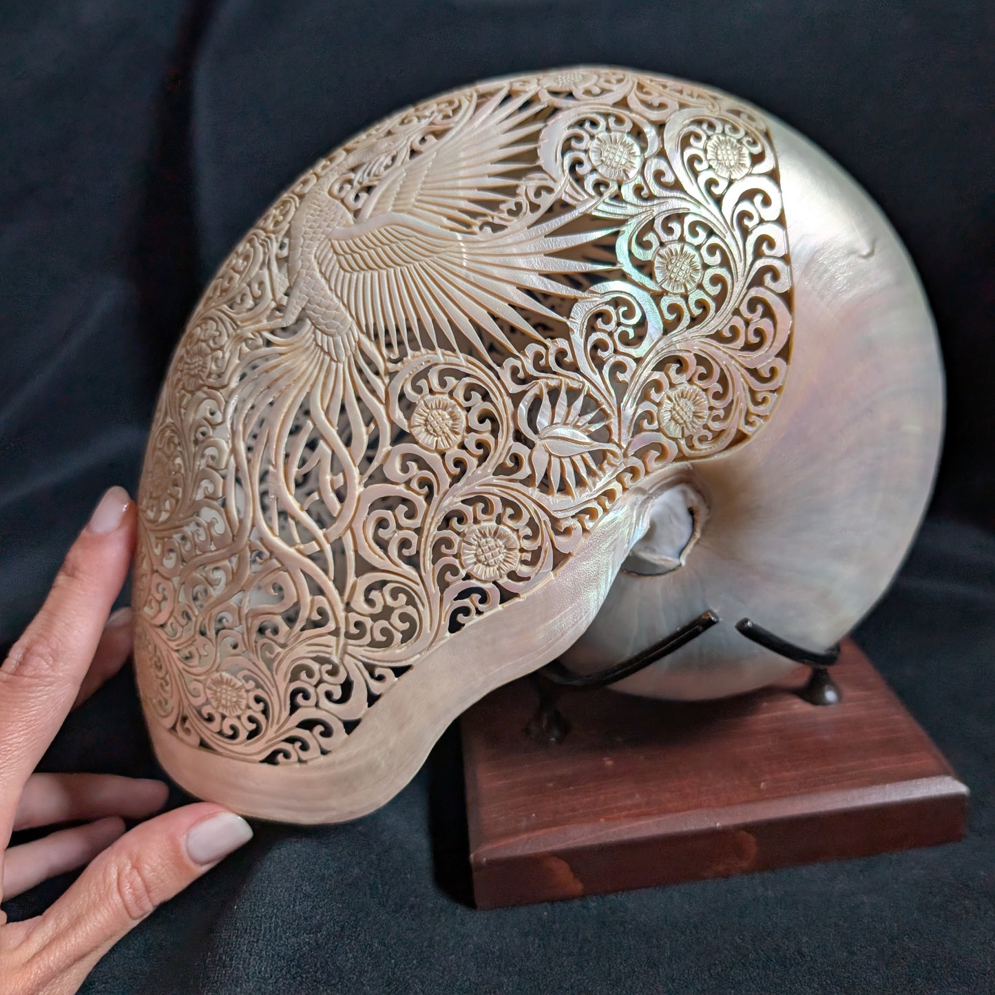 Carved Nautilus Shell