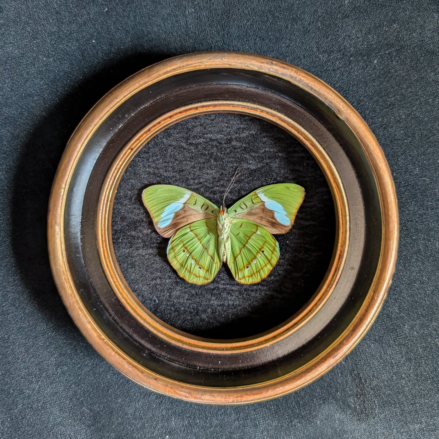 Real Olivewing Butterfly