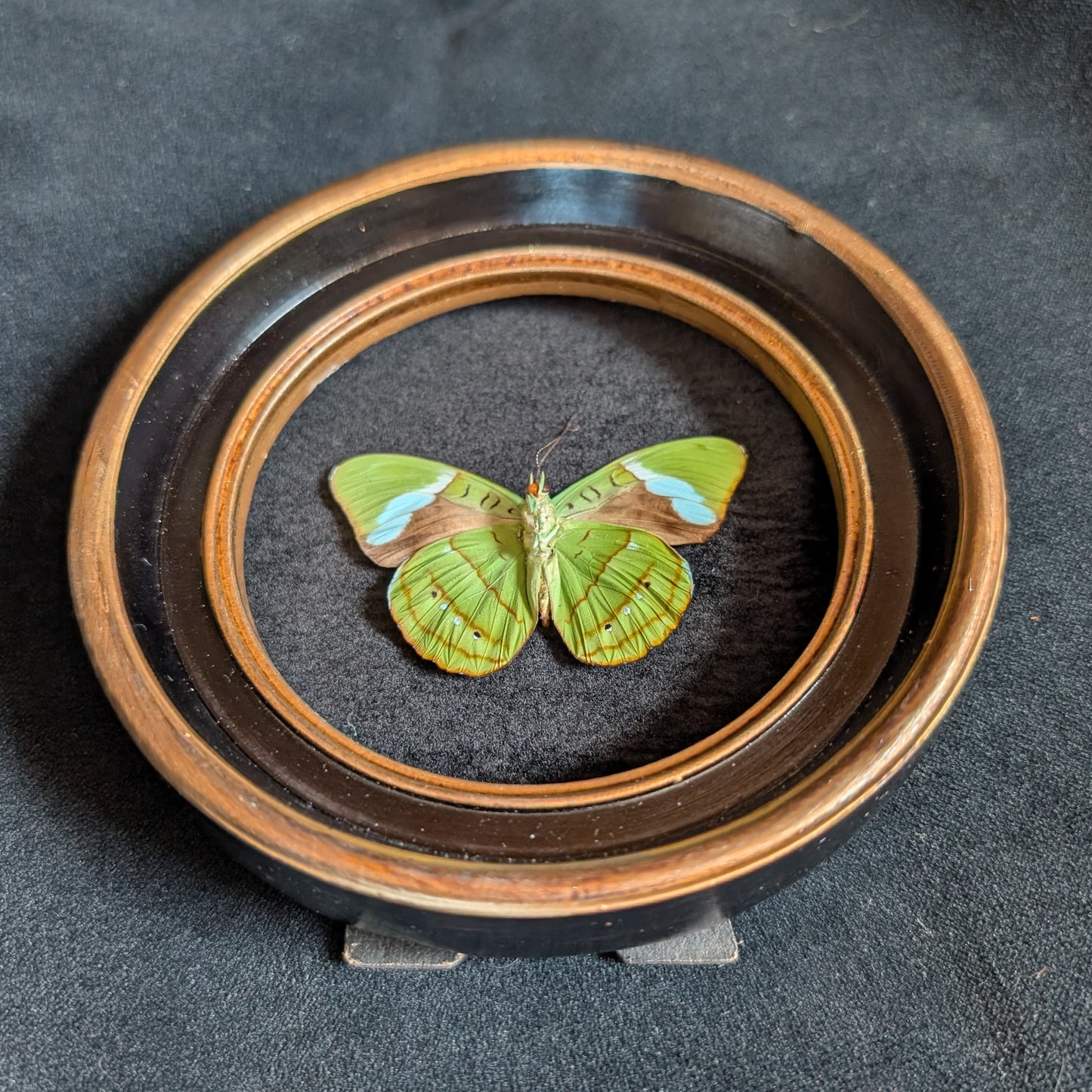 Real Olivewing Butterfly