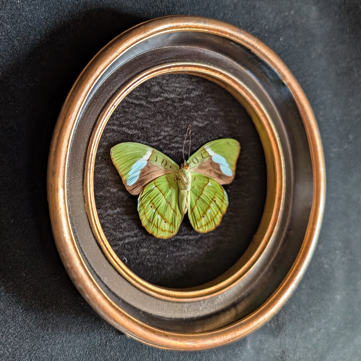 Real Olivewing Butterfly