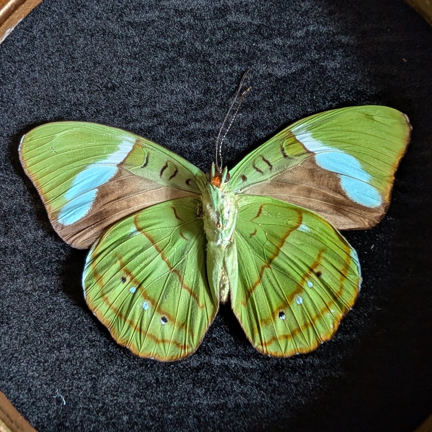 Real Olivewing Butterfly