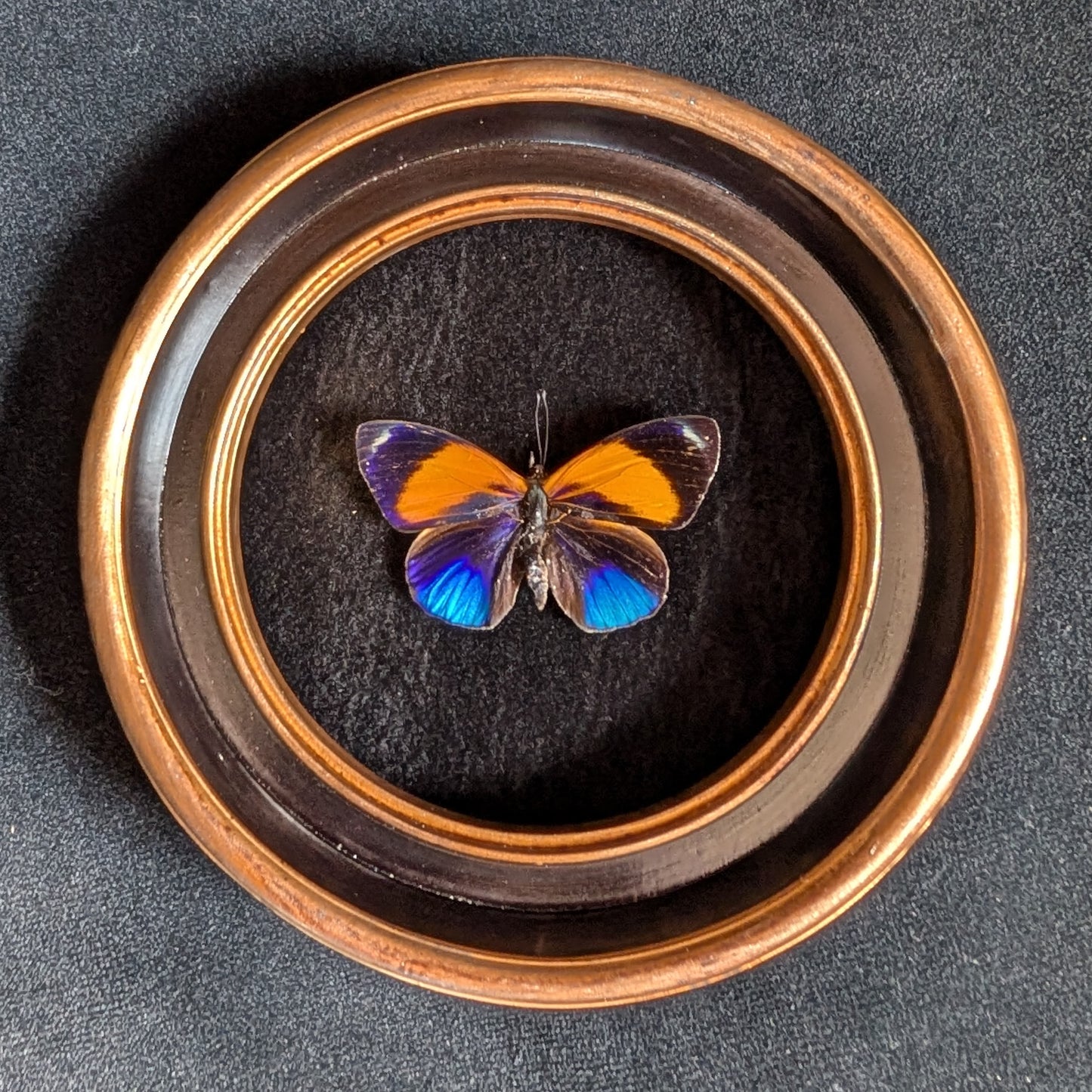 Real Dotted Glory Butterfly