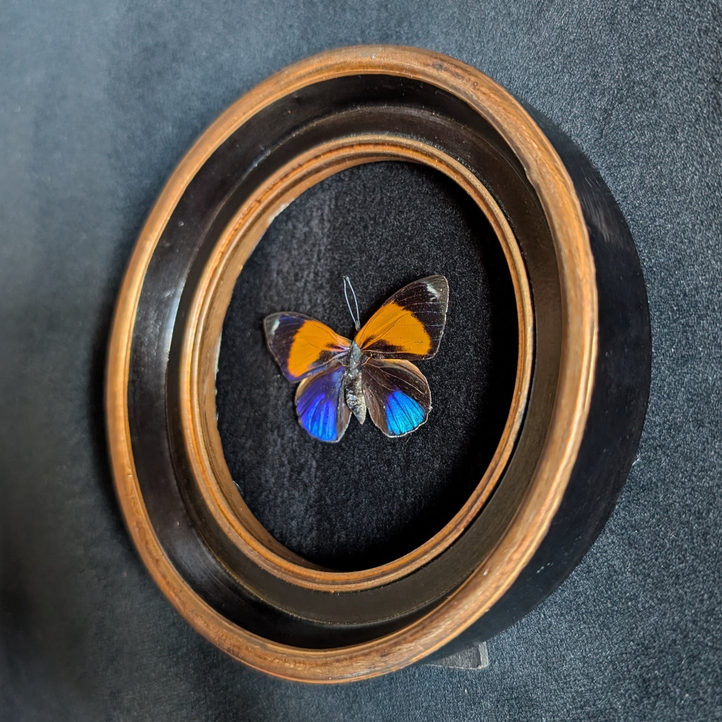 Real Dotted Glory Butterfly