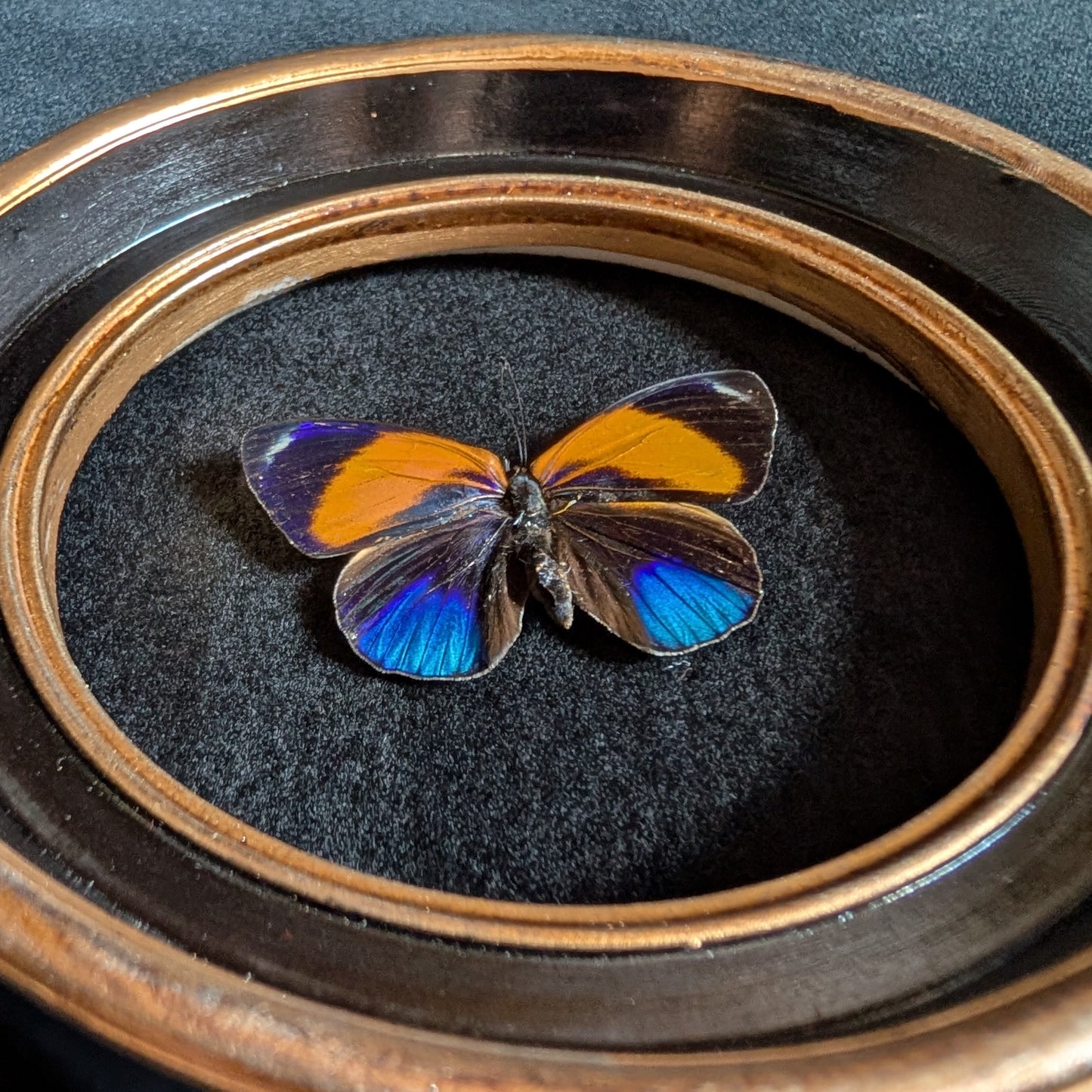 Real Dotted Glory Butterfly