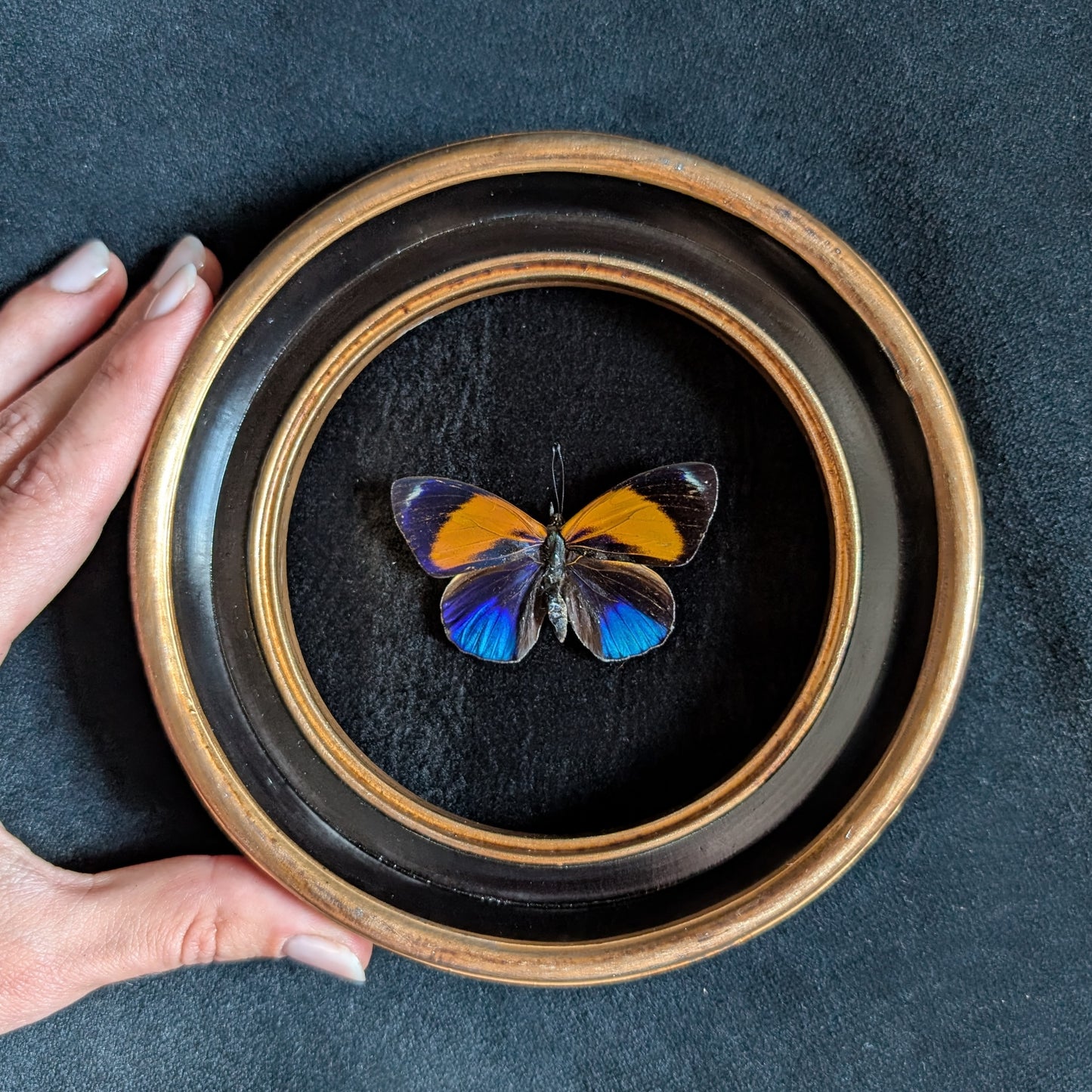 Real Dotted Glory Butterfly