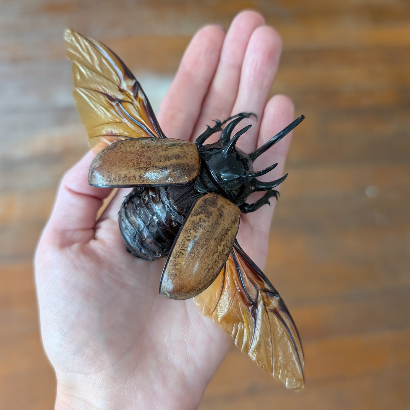 Beetle Pinning Workshop: Five-Horned Rhinoceros Beetle (Sept 19, 2026)