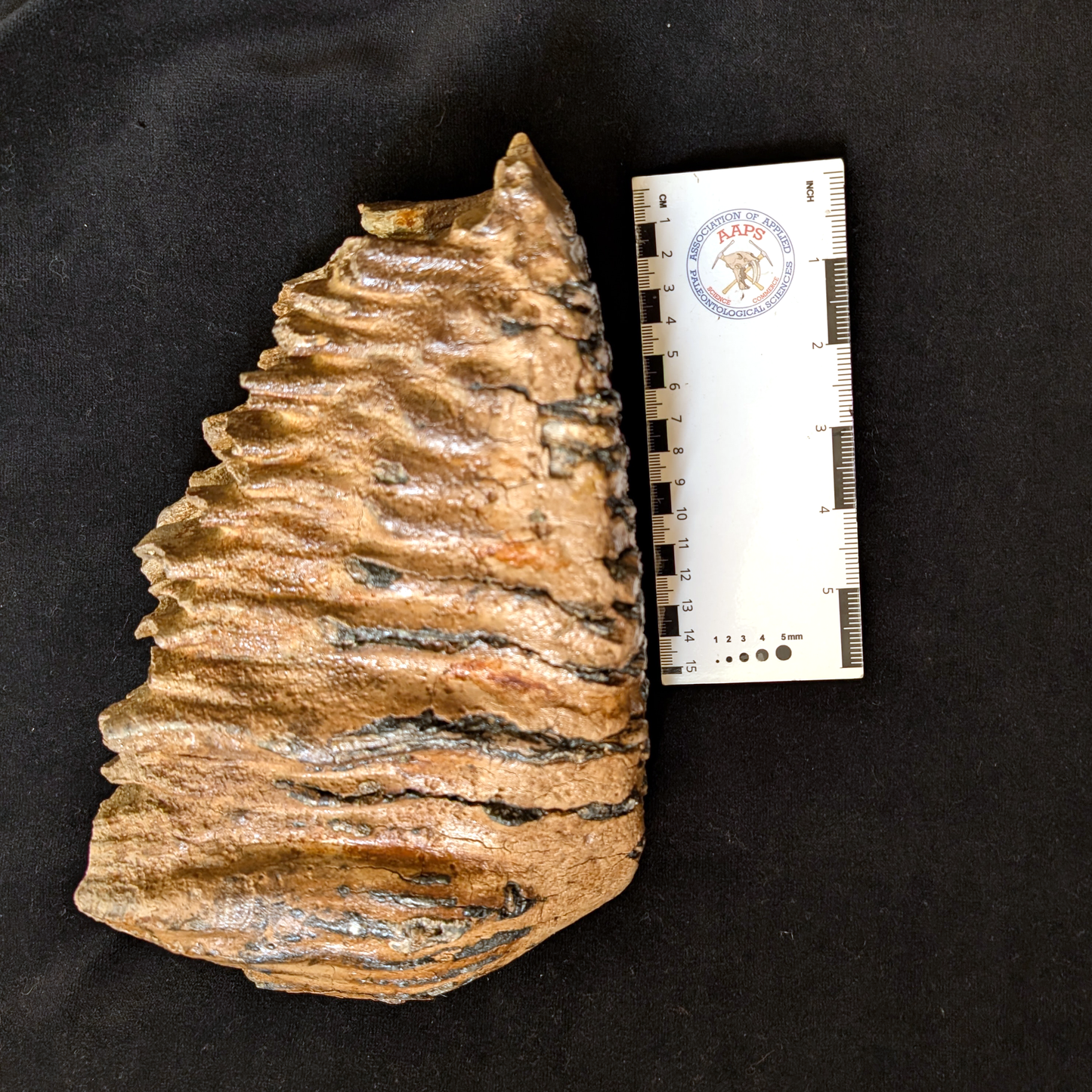 Mammoth Tooth