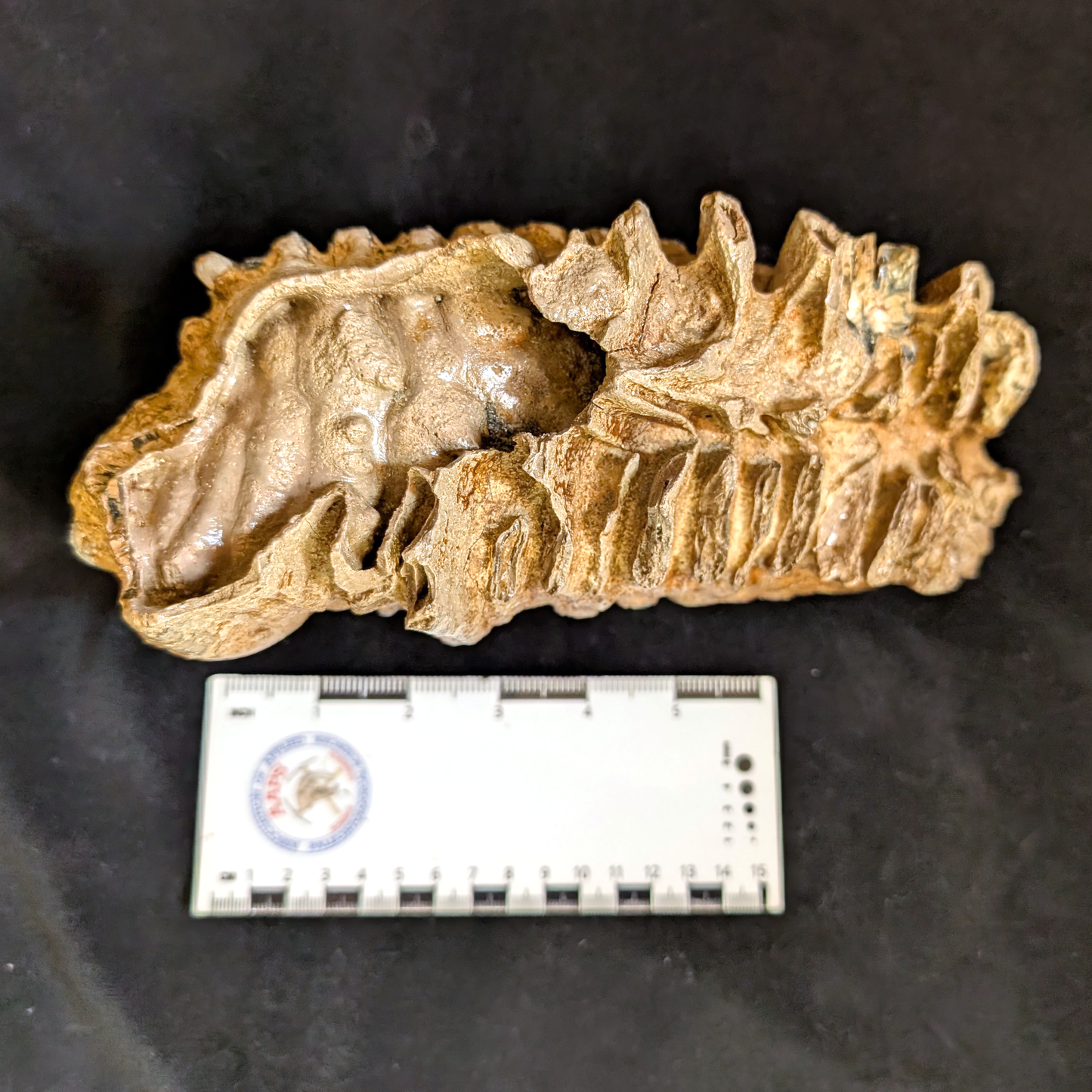 Mammoth Tooth