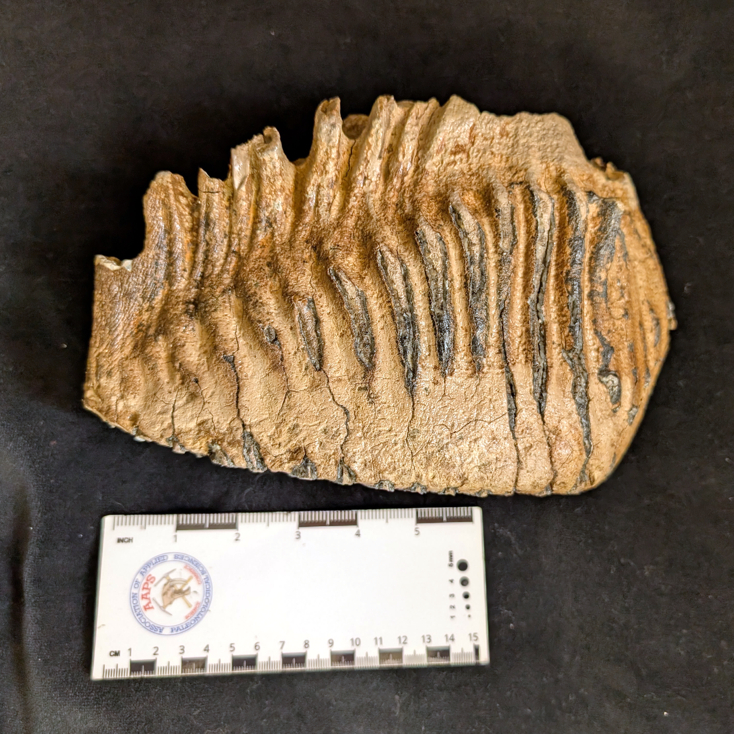 Mammoth Tooth
