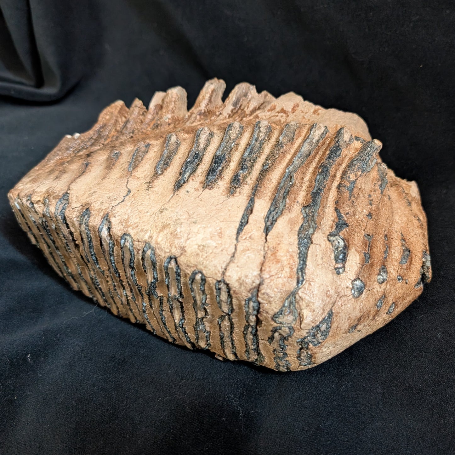Mammoth Tooth