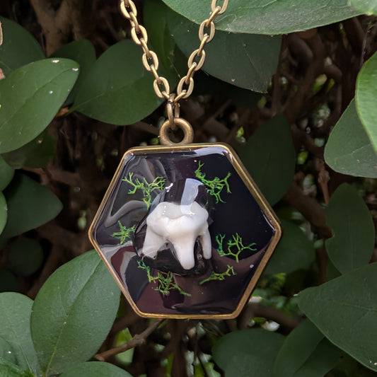 Real raccoon tooth pendant