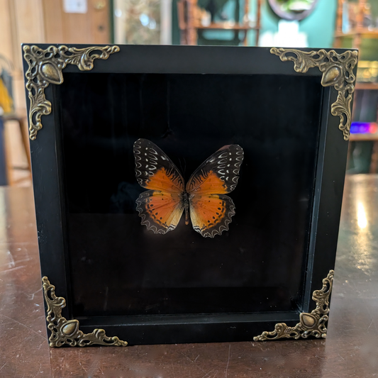 Real Red Lacewing Butterfly in 5" frame