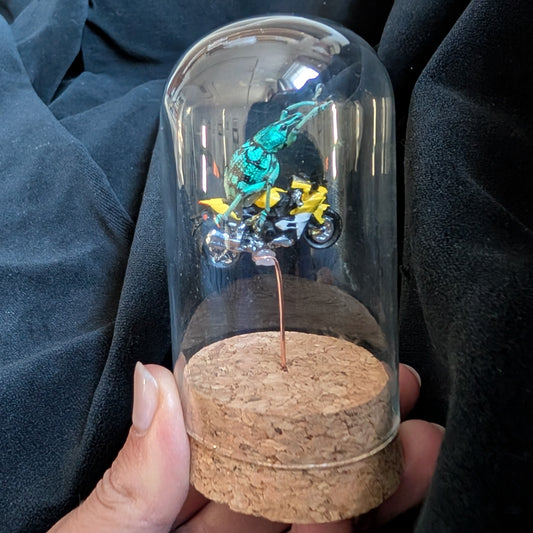 Weevil Knievel (rides a motorcycle)