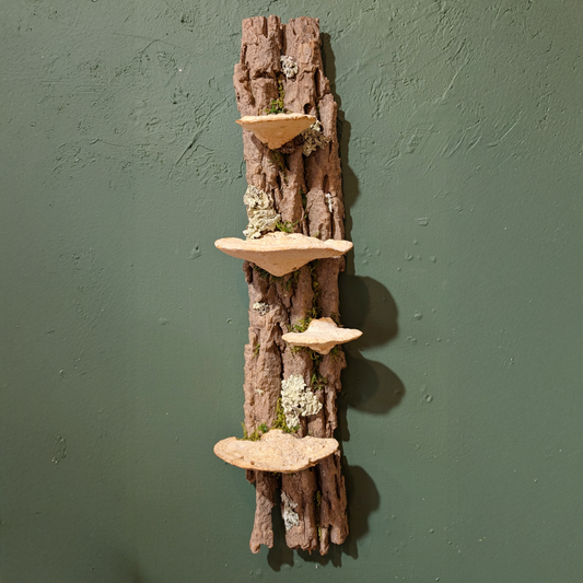 Fungus Shelf Medium, Ash Tree