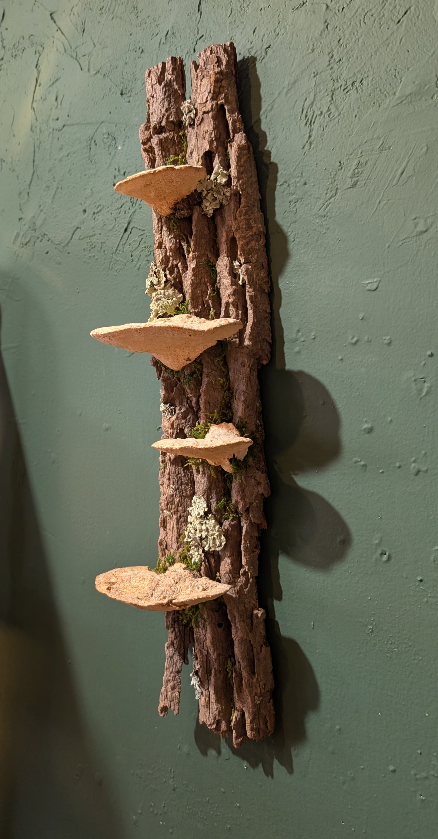 Fungus Shelf Medium, Ash Tree