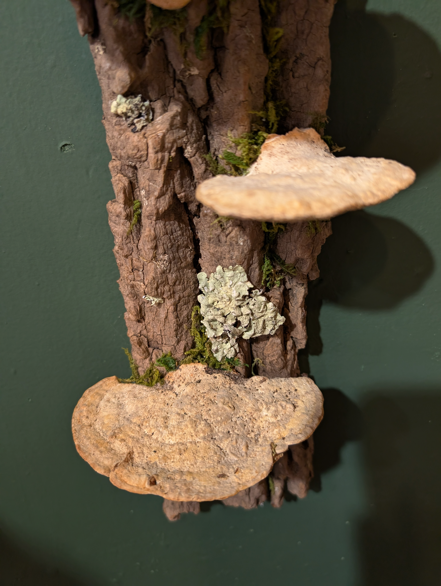 Fungus Shelf Medium, Ash Tree