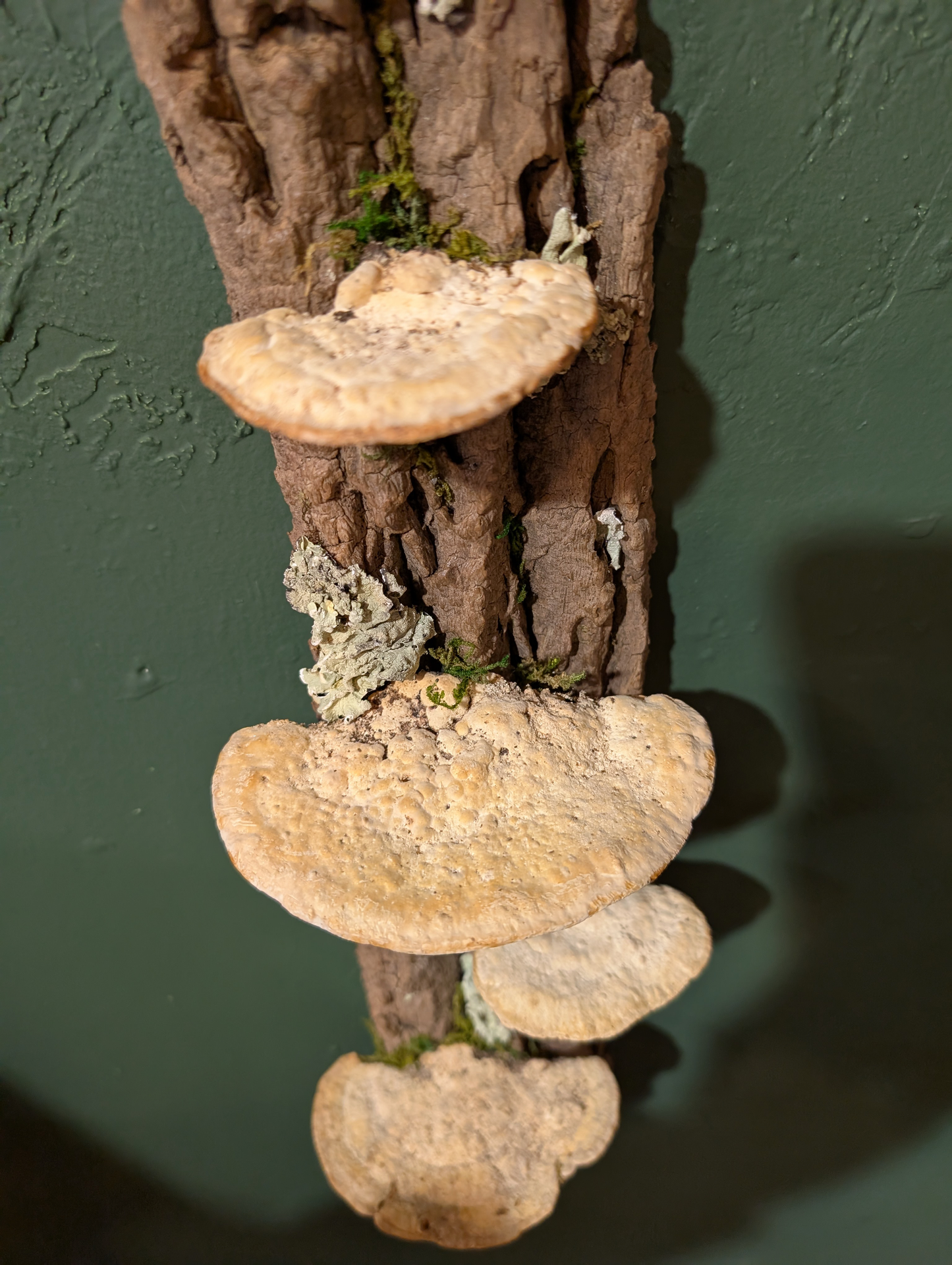 Fungus Shelf Medium, Ash Tree