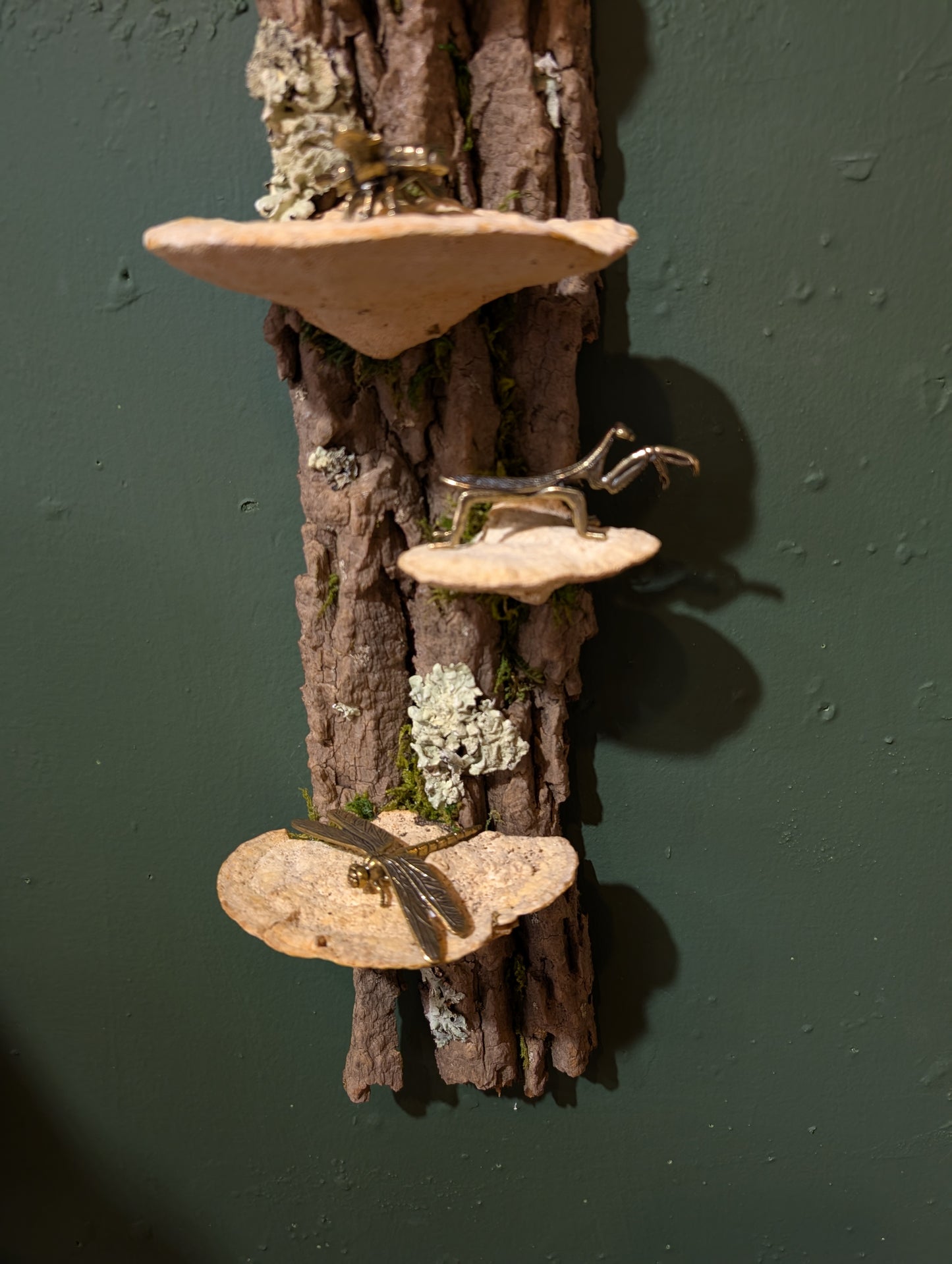 Fungus Shelf Medium, Ash Tree