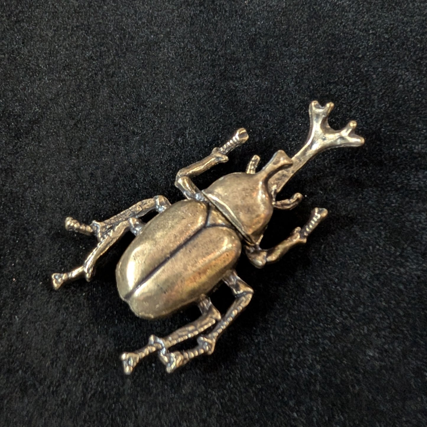 Brass Rhinoceros Beetle