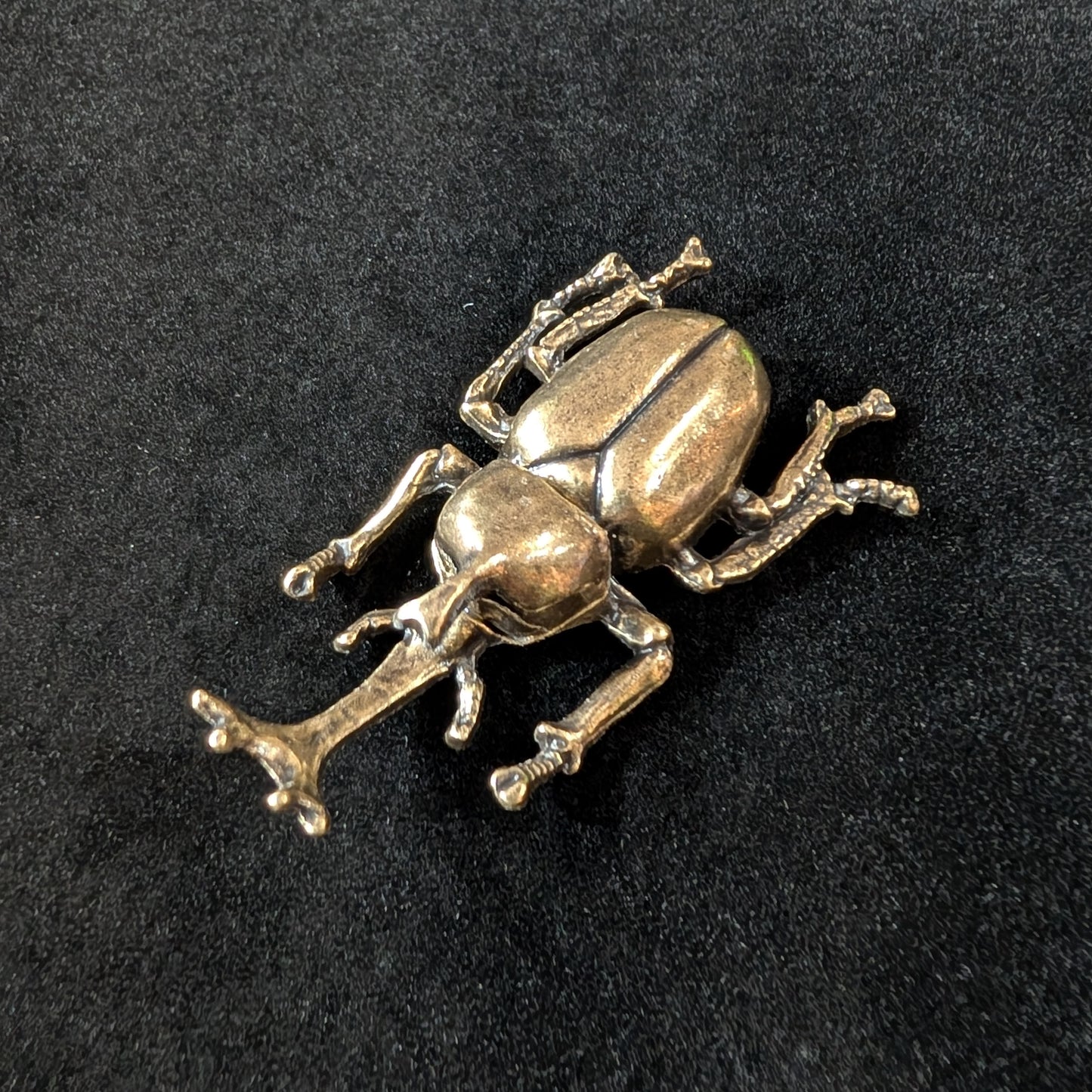 Brass Rhinoceros Beetle