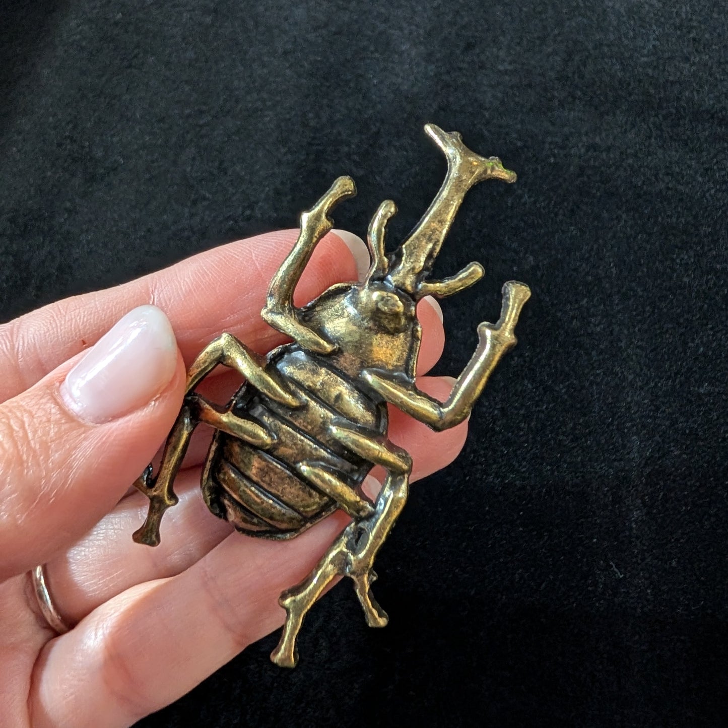 Brass Rhinoceros Beetle