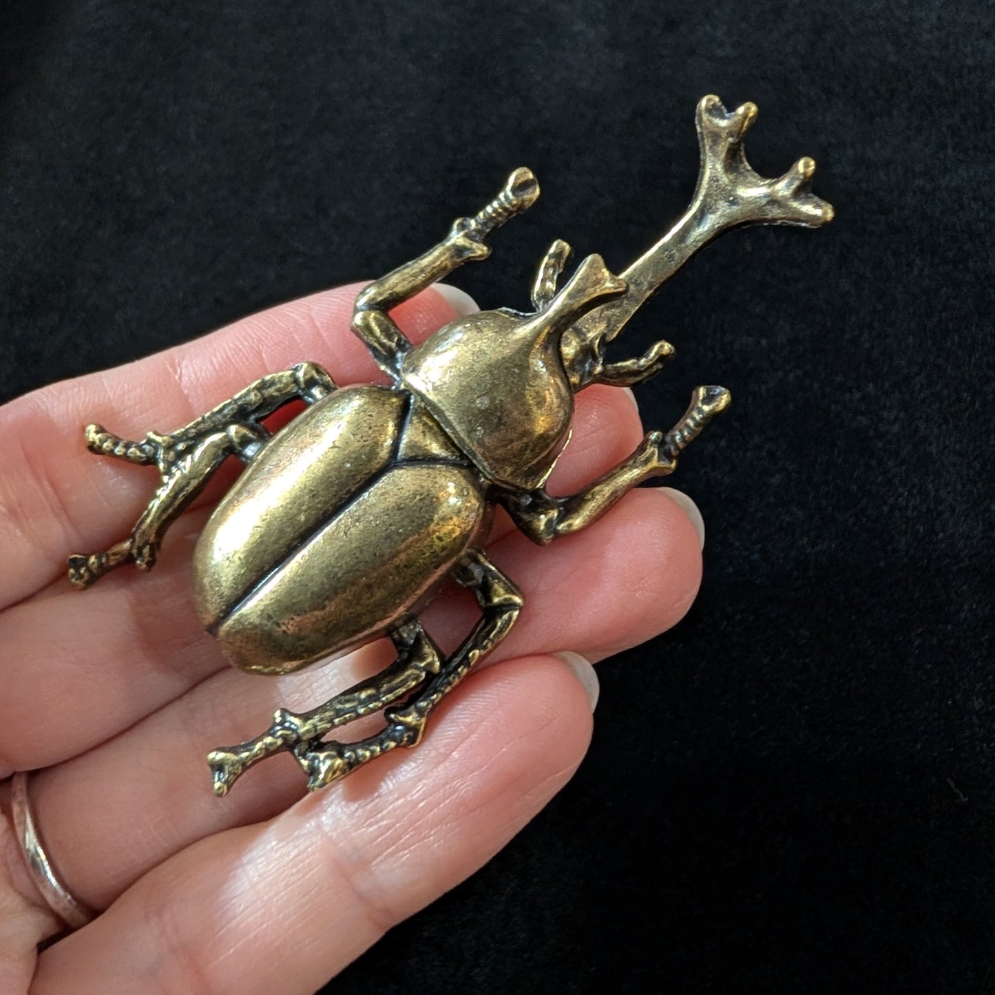 Brass Rhinoceros Beetle