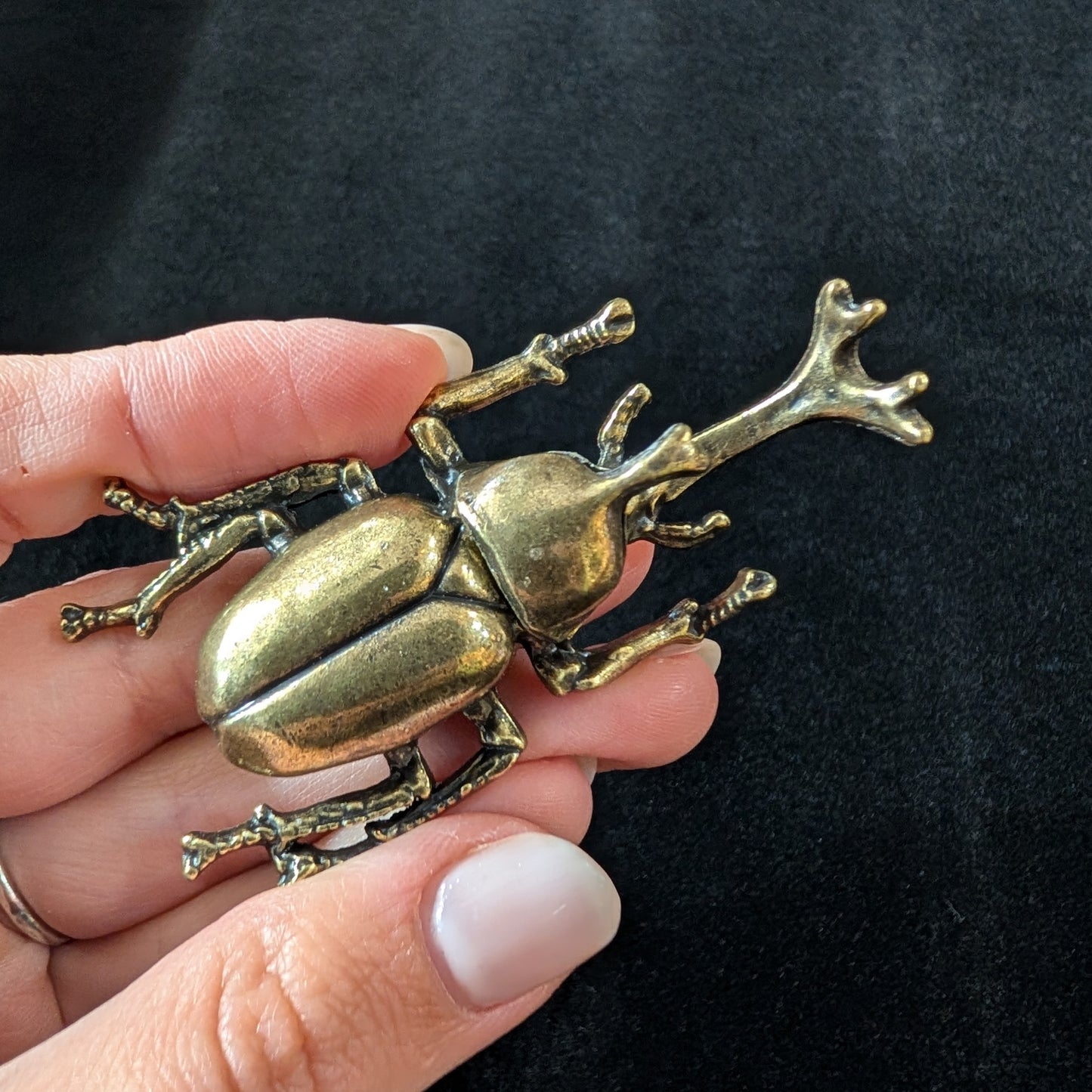 Brass Rhinoceros Beetle