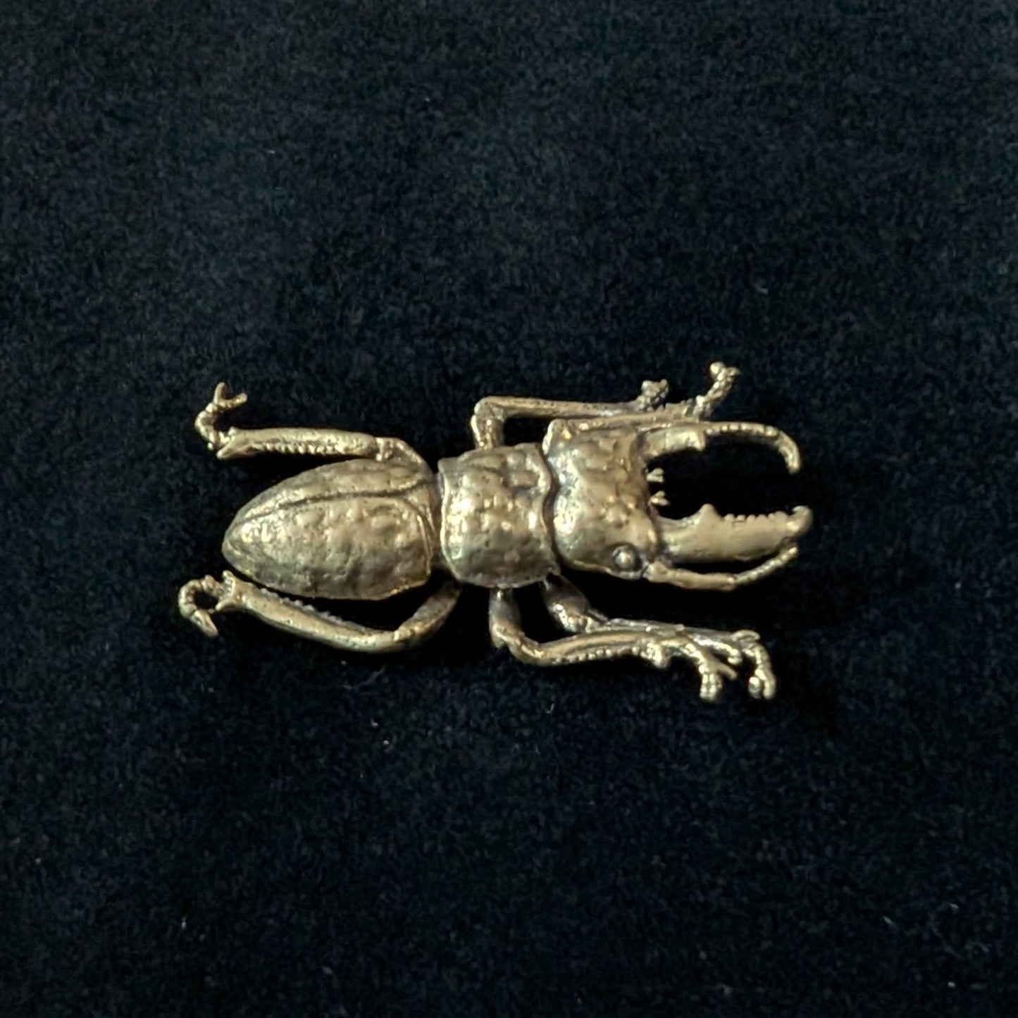 Brass Stag Beetle