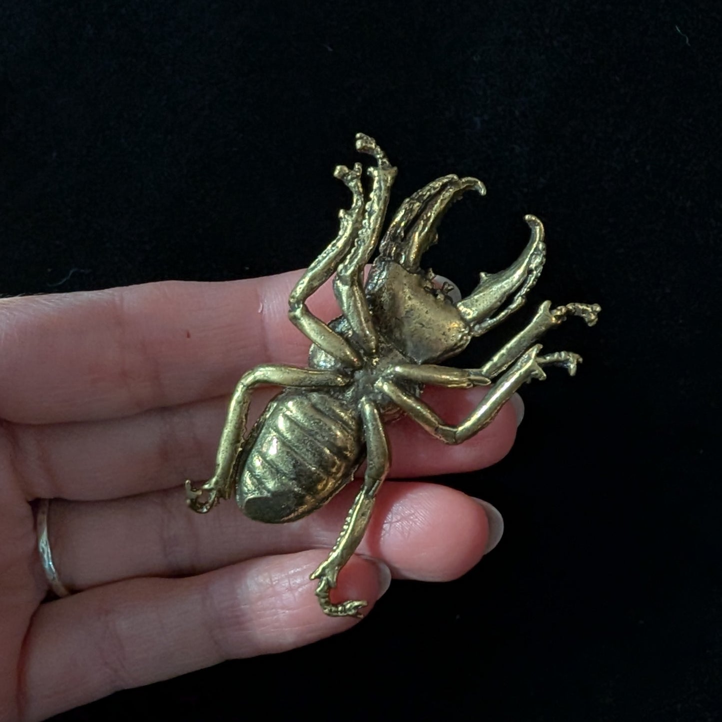 Brass Stag Beetle