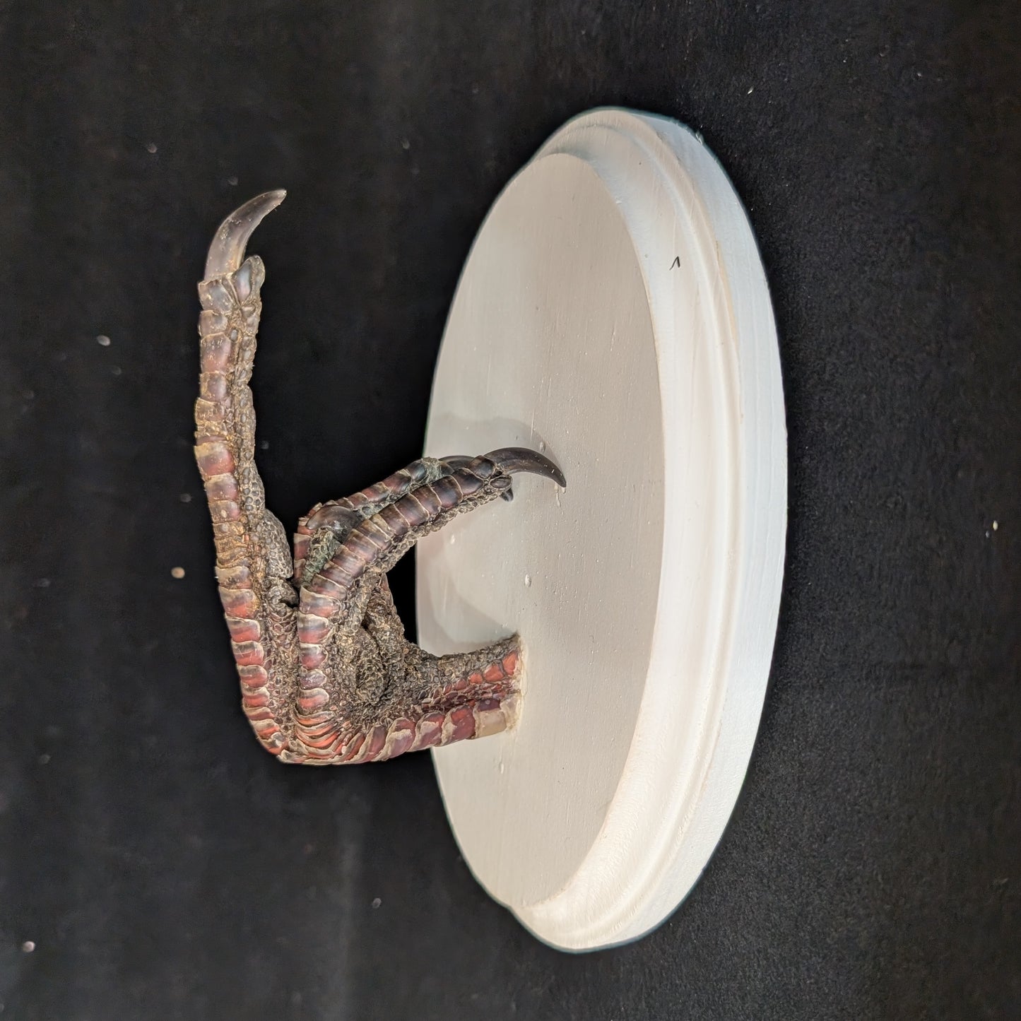 Middle Finger Turkey Claw Plaque