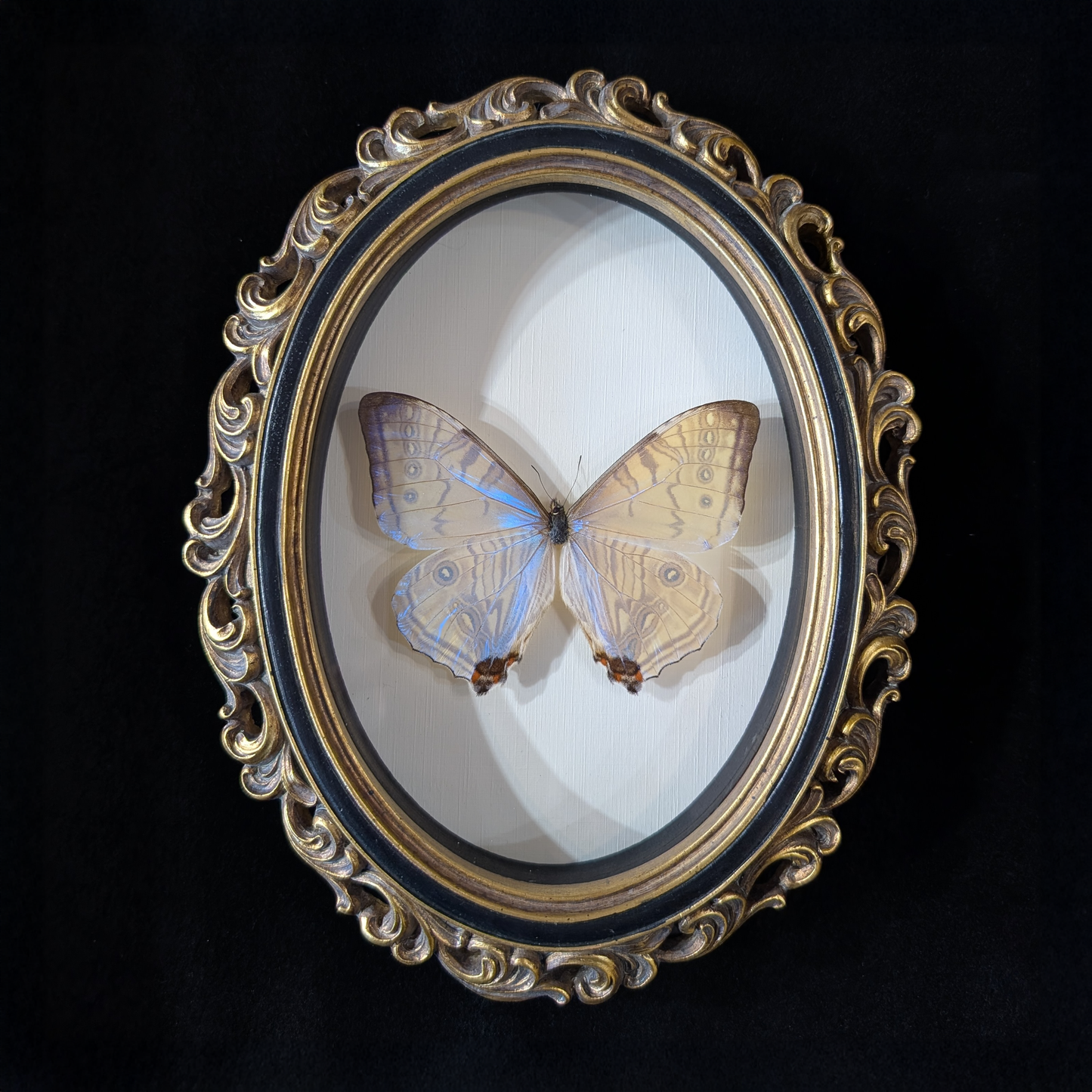 Blue Morpho Silkowskiy Butterfly in Curly Oval Frame