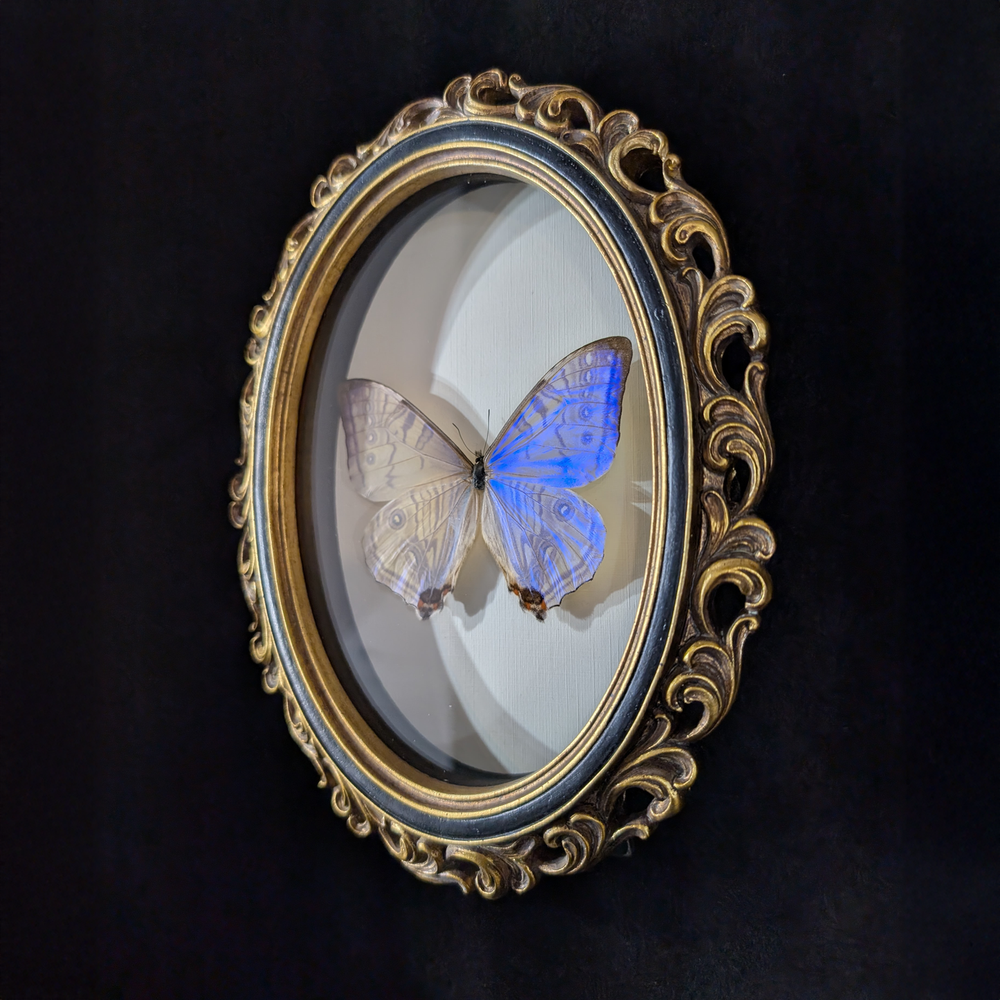 Blue Morpho Silkowskiy Butterfly in Curly Oval Frame