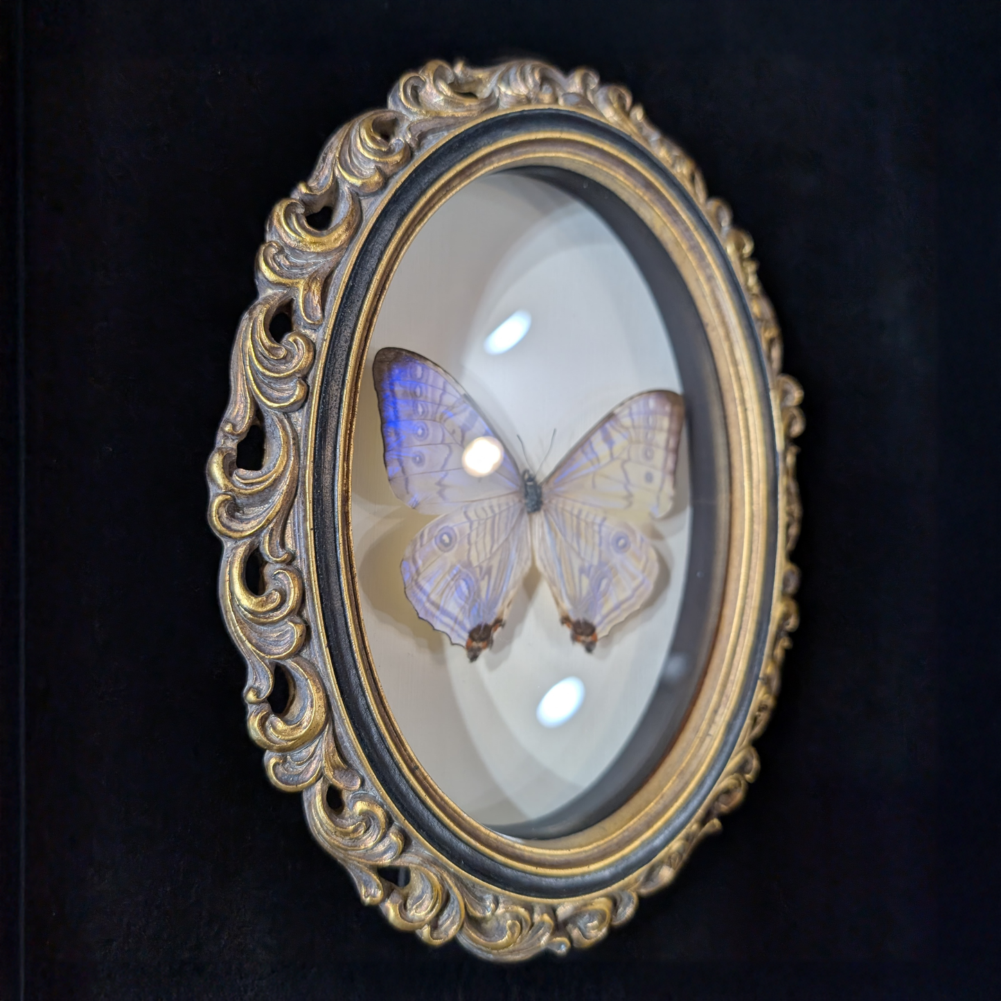 Blue Morpho Silkowskiy Butterfly in Curly Oval Frame