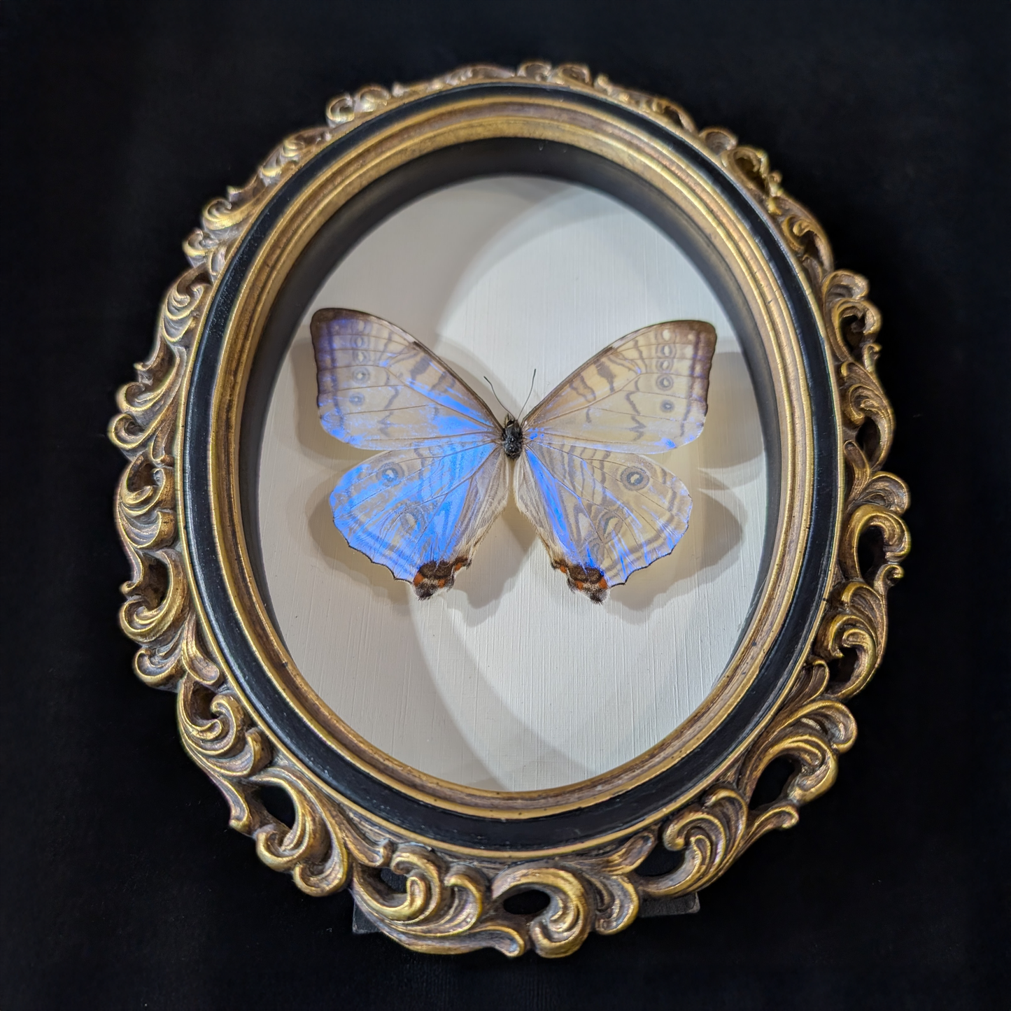 Blue Morpho Silkowskiy Butterfly in Curly Oval Frame