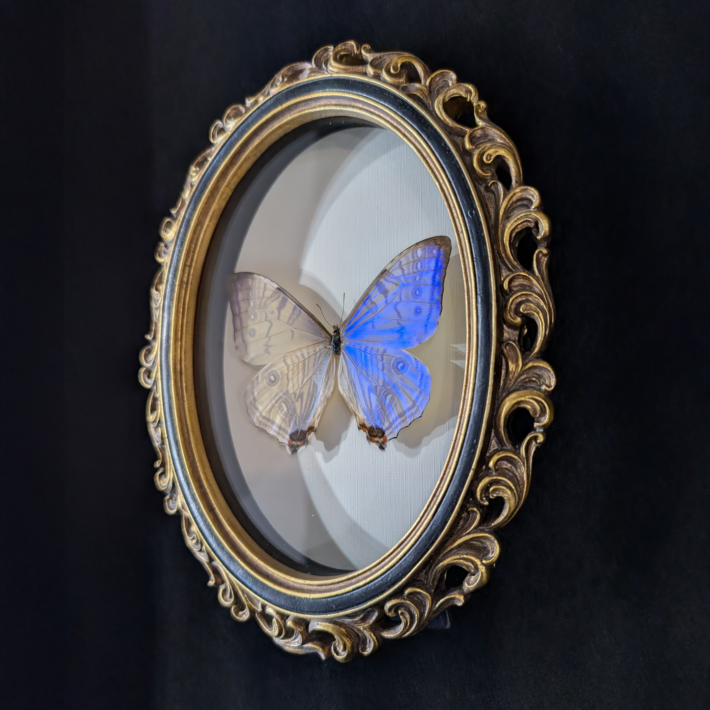 Blue Morpho Silkowskiy Butterfly in Curly Oval Frame