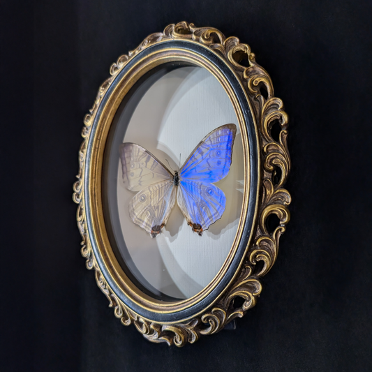 Blue Morpho Silkowskiy Butterfly in Curly Oval Frame