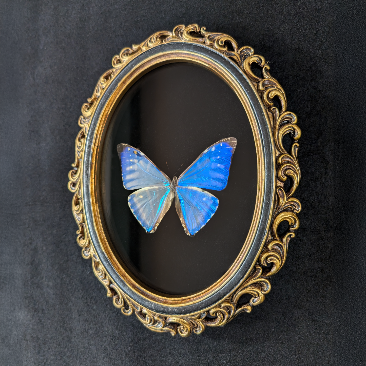 Blue Morpho zephyritis Butterfly in Curly Oval Frame