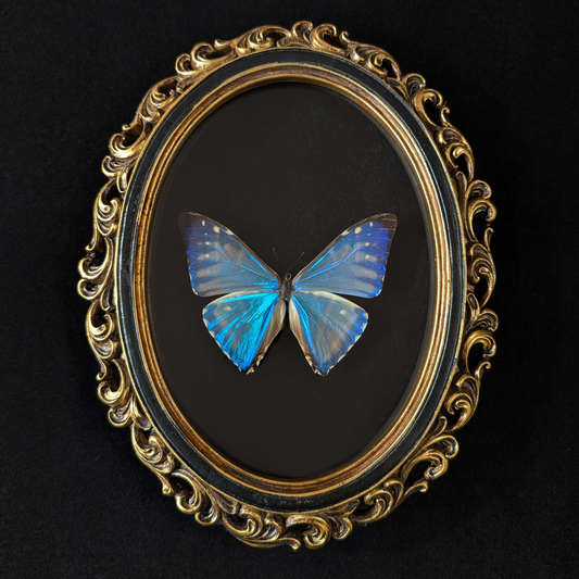 Blue Morpho zephyritis Butterfly in Curly Oval Frame