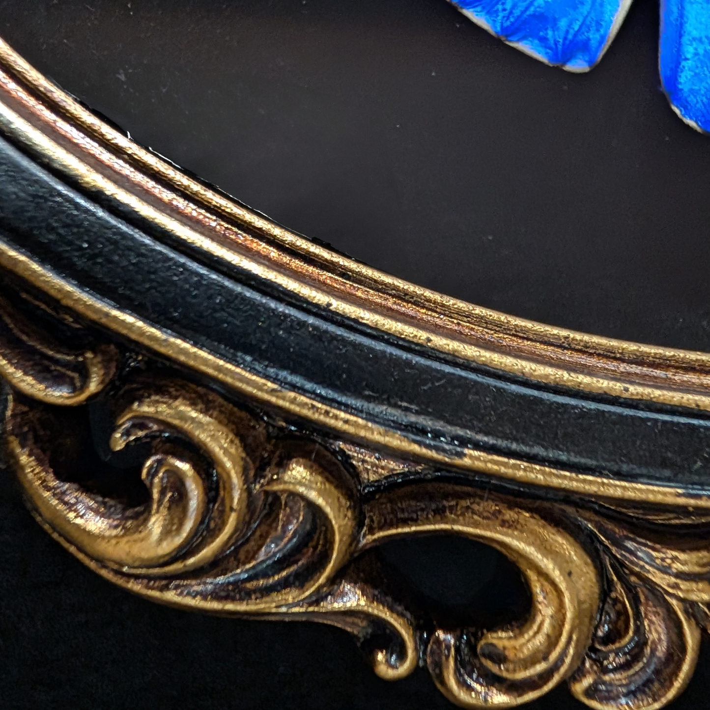 Blue Morpho zephyritis Butterfly in Curly Oval Frame